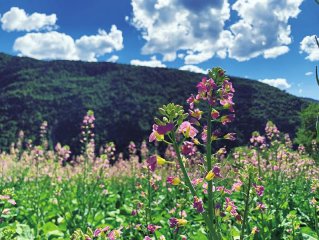 四川油菜选育按下快进键