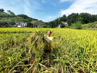 高县：一支驻村工作队活跃在杨柳村秋收现场